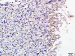 SLCO2B1/OATPB Rabbit anti-Human, Polyclonal, Bioss 100 &mu;L; Unconjugated:Antibodies,