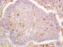 G protein alpha S Rabbit anti-Human, Polyclonal, Bioss 100 &mu;L; Unconjugated:Antibodies,