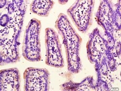 G protein alpha S Rabbit anti-Human, Polyclonal, Bioss 100 &mu;L; Unconjugated:Antibodies,