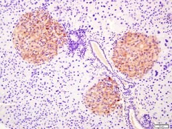 G protein alpha S Rabbit anti-Human, Polyclonal, Bioss 100 &mu;L; Unconjugated:Antibodies,