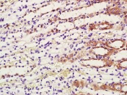 COX1/MTCO1 Rabbit anti-Human, Polyclonal, Bioss 100 &mu;L; Unconjugated:Antibodies,