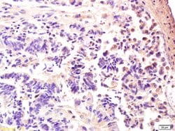 AMPK gamma 3/PRKAG3 Rabbit anti-Human, Polyclonal, Bioss 100 &mu;L; Unconjugated:Antibodies,