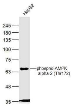 Phospho-AMPK alpha-1/2 (Thr172, Thr183) Rabbit anti-Human, Polyclonal, Bioss 100 &mu;L | Buy Online | Bioss | Fisher Scientific