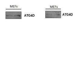 ATG4D Rabbit anti-Human, Polyclonal, Bioss 100 &mu;L; Unconjugated:Antibodies,