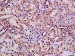 ATG3 Rabbit anti-Human, Polyclonal, Bioss 100 &mu;L; Unconjugated:Antibodies,
