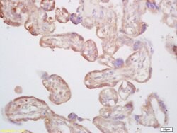 Thromboxane synthase Rabbit anti-Human, Polyclonal, Bioss 100 &mu;L; Unconjugated:Antibodies,