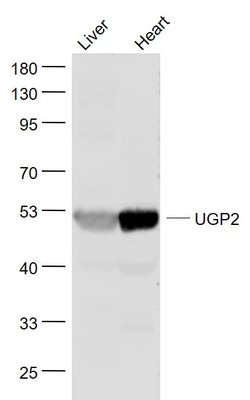 UGP2 Rabbit anti-Human, Polyclonal, Bioss 100 &mu;L; Unconjugated:Antibodies,