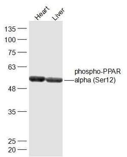 Phospho-PPAR alpha (Ser12) Rabbit anti-Human, Polyclonal, Bioss 100 &mu;L;