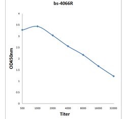 Phospho-CREM (Ser287, Ser290) Rabbit anti-Human Mouse Rat, Polyclonal,