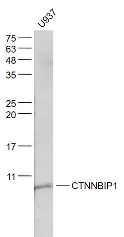 CTNNBIP1 Rabbit anti-Human, Polyclonal, Bioss 100 &mu;L; Unconjugated:Antibodies,