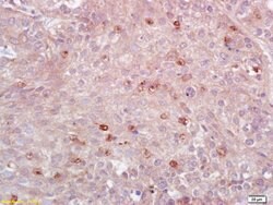 HLA-DPB1 Rabbit anti-Human, Polyclonal, Bioss 100 &mu;L; Unconjugated:Antibodies,