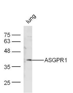 ASGPR1 Rabbit anti-Human, Polyclonal, Bioss 100 &mu;L; Unconjugated:Antibodies,