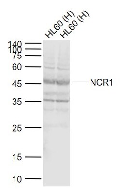 NCR1 Polyclonal Antibody, Bioss 100 &mu;L; Unconjugated:Antibodies, Polyclonal
