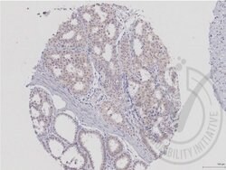 MEK5 Rabbit anti-Human, Polyclonal, Bioss 100 &mu;L; Unconjugated:Antibodies,
