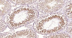 MEK5 Rabbit anti-Human, Polyclonal, Bioss 100 &mu;L; Unconjugated:Antibodies,
