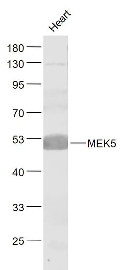 MEK5 Rabbit anti-Human, Polyclonal, Bioss 100 &mu;L; Unconjugated:Antibodies,