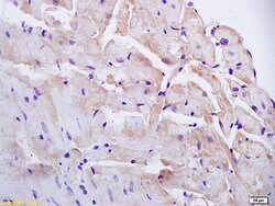 PAP2B Rabbit anti-Human, Polyclonal, Bioss 100 &mu;L; Unconjugated:Antibodies,