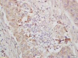 IKB epsilon Rabbit anti-Human, Polyclonal, Bioss 100 &mu;L | Buy Online | Bioss | Fisher Scientific