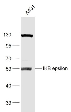 IKB epsilon Rabbit anti-Human, Polyclonal, Bioss 100 &mu;L | Buy Online | Bioss | Fisher Scientific