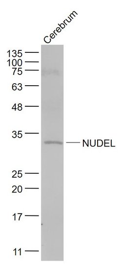 NUDEL Rabbit anti-Human, Polyclonal, Bioss 100 &mu;L; Unconjugated:Antibodies,