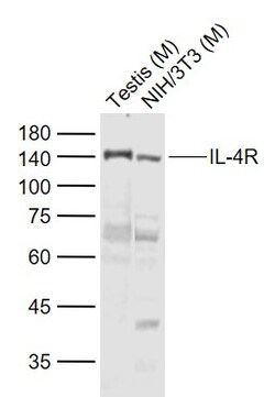 IL-4R Polyclonal Antibody, Bioss 100 &mu;L; Unconjugated:Antibodies, Polyclonal