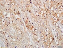 PLCL1 Rabbit anti-Human, Polyclonal, Bioss 100 &mu;L; Unconjugated:Antibodies,