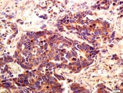 PI 3 Kinase Class 3 Rabbit anti-Human, Polyclonal, Bioss 100 &mu;L; Unconjugated:Antibodies,