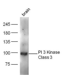 PI 3 Kinase Class 3 Rabbit anti-Human, Polyclonal, Bioss 100 &mu;L; Unconjugated:Antibodies,