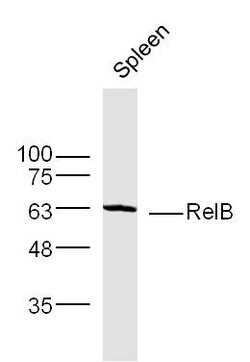 RelB Rabbit anti-Human, Polyclonal, Bioss 100 &mu;L; Unconjugated:Antibodies,