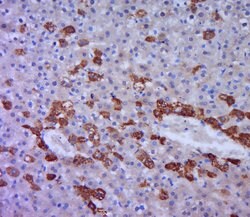 FAT Rabbit anti-Human, Polyclonal, Bioss 100 &mu;L; Unconjugated:Antibodies,