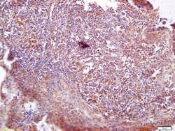 VAV3 Rabbit anti-Human, Polyclonal, Bioss 100 &mu;L; Unconjugated:Antibodies,