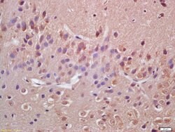 VAV3 Rabbit anti-Human, Polyclonal, Bioss 100 &mu;L; Unconjugated:Antibodies,