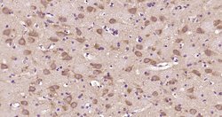 tubulin Beta Rabbit anti-Human, Polyclonal, Bioss 100 &mu;L; Unconjugated:Antibodies,