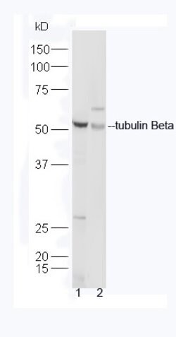 tubulin Beta Rabbit anti-Human, Polyclonal, Bioss 100 &mu;L; Unconjugated:Antibodies,