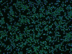beta 3 Tubulin Rabbit anti-Human, Polyclonal, Bioss 100 &mu;L; Unconjugated:Antibodies,