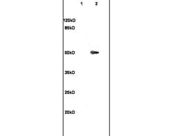 beta 3 Tubulin Rabbit anti-Human, Polyclonal, Bioss 100 &mu;L; Unconjugated:Antibodies,