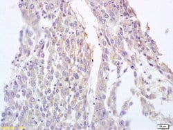 BRLF1 Rabbit anti-Human, Polyclonal, Bioss 100 &mu;L; Unconjugated:Antibodies,