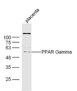 PPAR Gamma Rabbit anti-Human, Polyclonal, Bioss 100 &mu;L | Buy Online | Bioss | Fisher Scientific