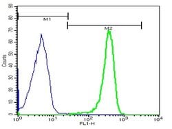AQP2 Rabbit anti-Human, Polyclonal, Bioss 100 &mu;L; Unconjugated:Antibodies,