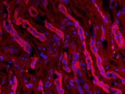AQP2 Rabbit anti-Human, Polyclonal, Bioss 100 &mu;L; Unconjugated:Antibodies,