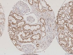 AQP2 Rabbit anti-Human, Polyclonal, Bioss 100 &mu;L; Unconjugated:Antibodies,