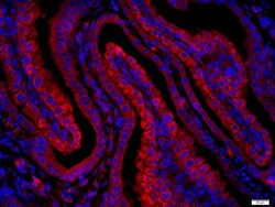 Layilin Rabbit anti-Human, Polyclonal, Bioss 100 &mu;L; Unconjugated:Antibodies,