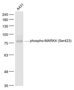 Phospho-MARK4 (Ser423) Rabbit anti-Human, Polyclonal, Bioss 100 &mu;L;