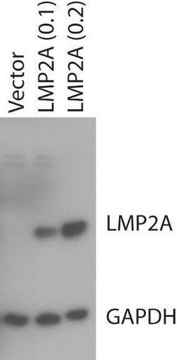 EBV LMP2 Rabbit anti-Human, Polyclonal, Bioss 100 &mu;L; Unconjugated:Antibodies,
