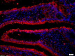 CD19 Rabbit anti-Human, Polyclonal, Bioss 100 &mu;L; Unconjugated:Antibodies,