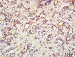 Endomucin Rabbit anti-Human, Polyclonal, Bioss 100 &mu;L; Unconjugated:Antibodies,