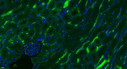 Complement C3d fragment Rabbit anti-Human, Polyclonal, Bioss 100 &mu;L;