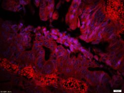 Complement C3d fragment Rabbit anti-Human, Polyclonal, Bioss 100 &mu;L;