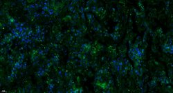 Complement C3d fragment Rabbit anti-Human, Polyclonal, Bioss 100 &mu;L;