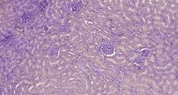 Complement C3d fragment Rabbit anti-Human, Polyclonal, Bioss 100 &mu;L;